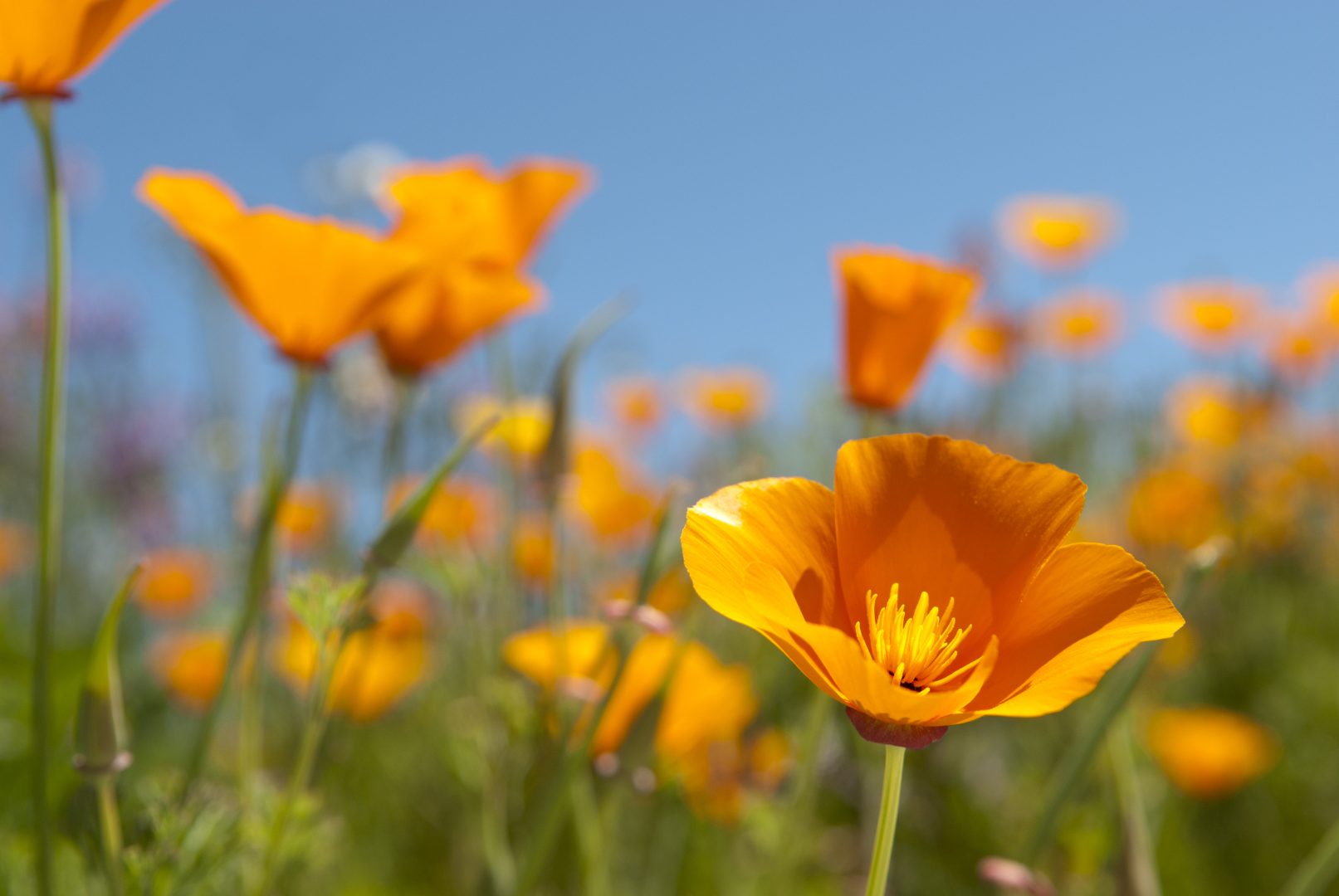 California poppy wildflower blooming in a sunny field with blue sky.
